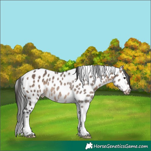 Horse Color:Brown Dun Tobiano Leopard Rabicano 