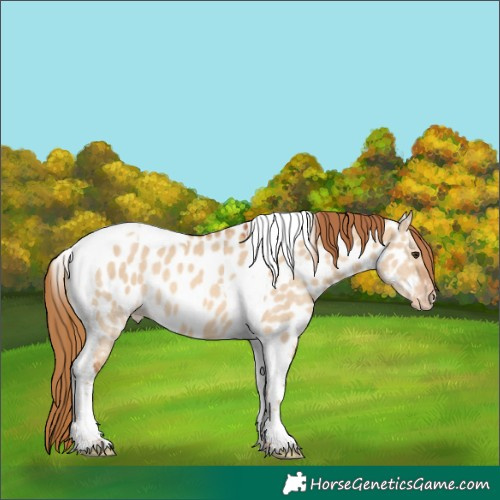 Horse Color:Red Dun Tobiano Near Leopard 