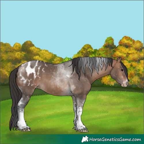 Horse Color:Brown Dun Tobiano Blanket 