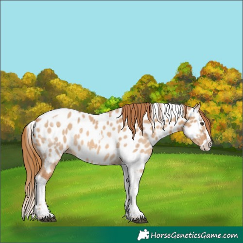 Horse Color:Red Dun Splash Tobiano Near Leopard 