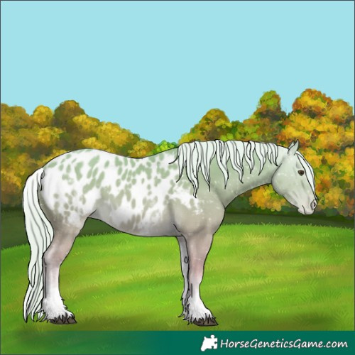 Horse Color:White Spotted Palomino Near Leopard 