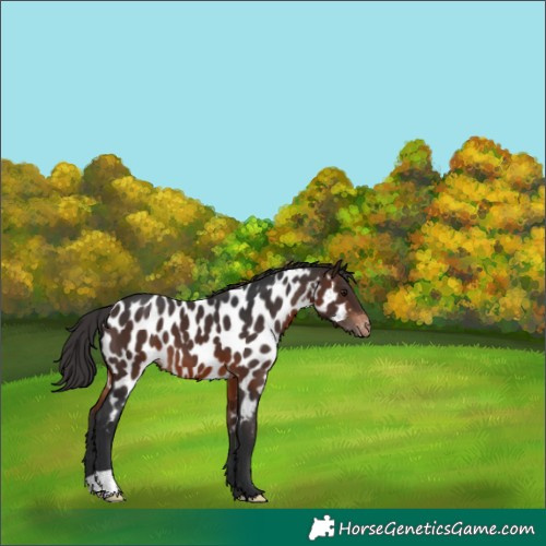 Horse Color:Brown Appaloosa 