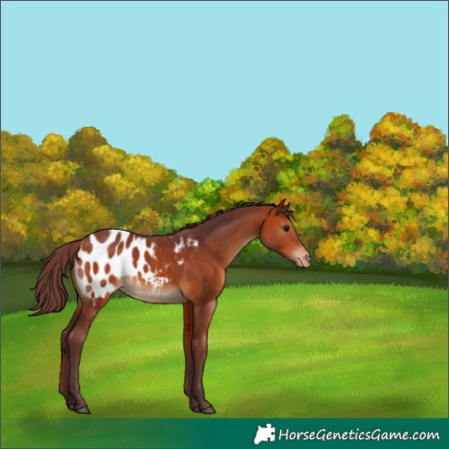 Horse Color:Chocolate Bay Appaloosa 