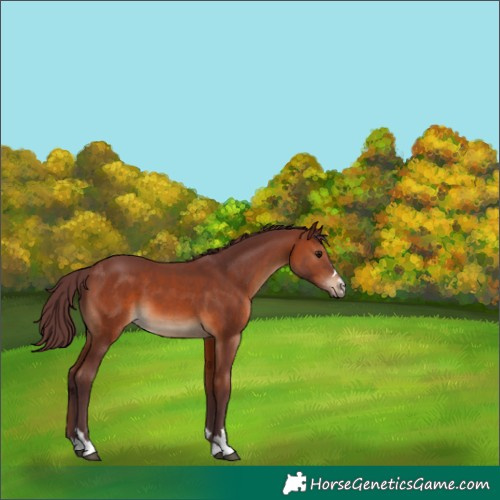 Horse Color:Chocolate Brown 