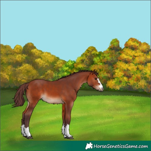 Horse Color:Chocolate Bay 