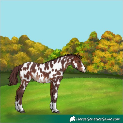 Horse Color:Chocolate Brown Near Leopard Rabicano 