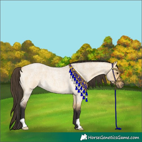 Horse Color:Buckskin Roan Dun