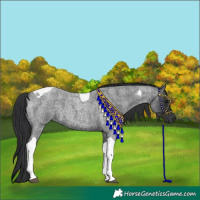 Horse Color:Blue Roan Tobiano