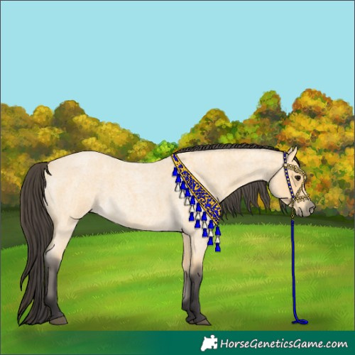 Horse Color:Buckskin Roan