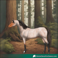 Horse Color:Bay Roan 