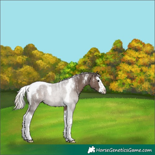 Horse Color:Powder White Silver Black Splash Tobiano 