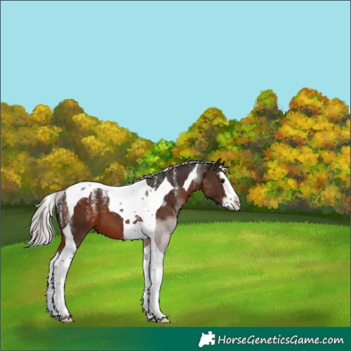 Horse Color:Powder White Silver Brown Splash Tobiano 