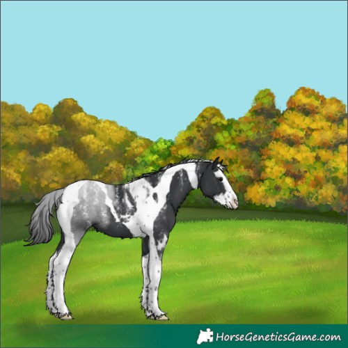 Horse Color:Powder White Black Splash Tobiano 