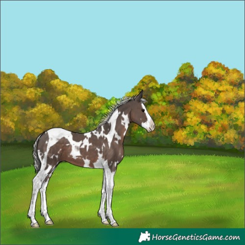 Horse Color:White Spotted Silver Black Splash Tobiano 