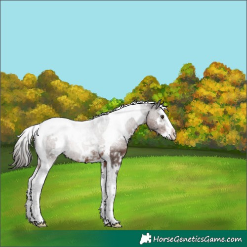 Horse Color:White Spotted Liver Chestnut Splash Tobiano