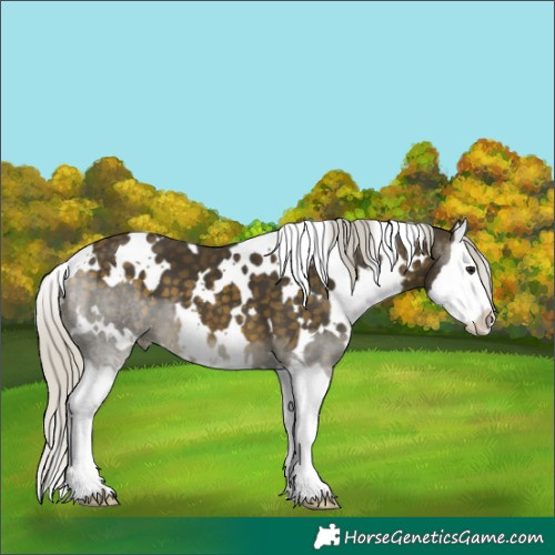 Horse Color:White Spotted Silver Buckskin Splash 