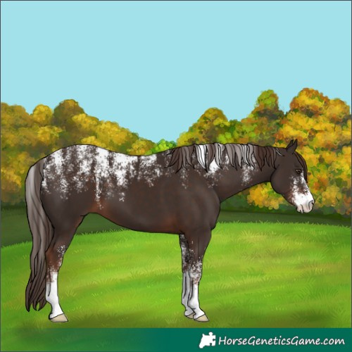 Horse Color:Powder White Liver Chestnut 