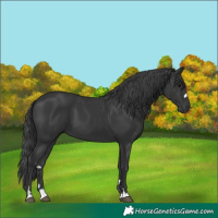 Horse Color:Black 