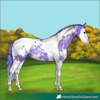 Horse Color:Watercolor White Spotted Black Splash Tobiano Appaloosa 