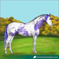 Horse Color:Watercolor White Spotted Black Splash Tobiano Appaloosa 