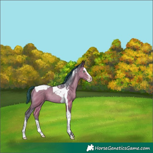 Horse Color:Gray Watercolor Amber Champagne Splash Tobiano Rabicano 