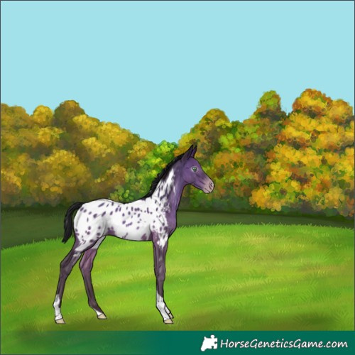 Horse Color:Gray Amber Champagne Tobiano Appaloosa Rabicano 