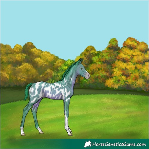 Horse Color:Gray Watercolor Sable Champagne Tobiano Appaloosa Rabicano 