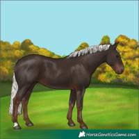 Horse Color:Liver Chestnut Mushroom 