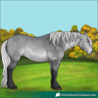 Horse Color:Silver Bay Chinchilla Rabicano 
