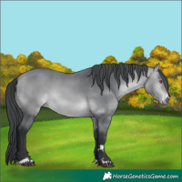 Horse Color:Bay Chinchilla Rabicano