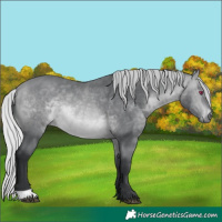 Horse Color:Silver Bay Chinchilla Rabicano 
