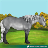 Horse Color:Silver Brown Chinchilla 