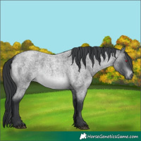 Horse Color:Brown Chinchilla Roan