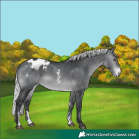 Horse Color:Silver Brown Chinchilla Sabino Appaloosa Rabicano 