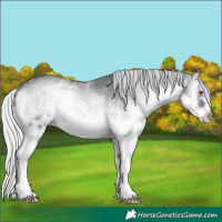 Horse Color:White Spotted Silver Blue Onyx Chinchilla Splash 