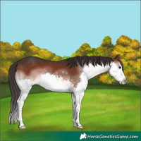 Horse Color:White Spotted Brown Splash