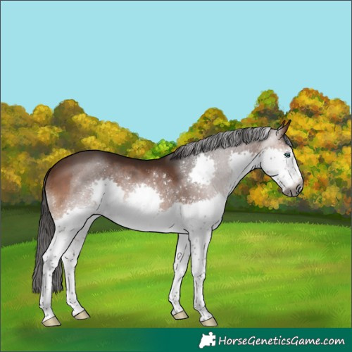 Horse Color:Gray Bay Splash 