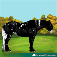 Horse Color:Silver Buckskin Chinchilla Pearl Sabino 