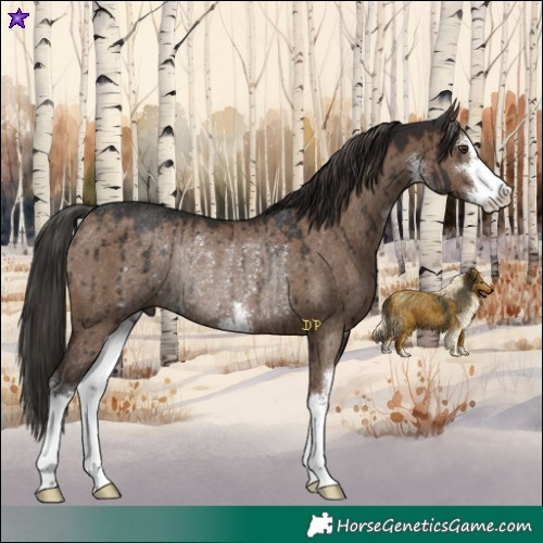 Horse Color:White Spotted Liver Red Dun Rabicano Brindle 
