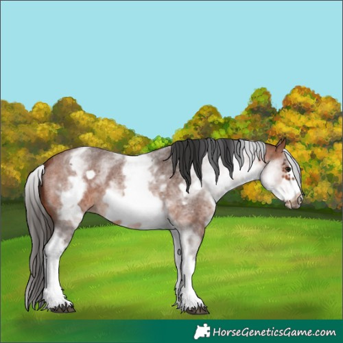 Horse Color:White Spotted Bay Roan Frame 