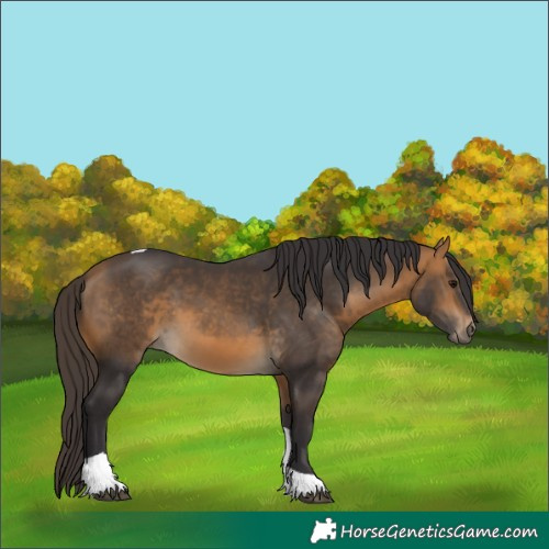 Horse Color:Buckskin Tobiano 