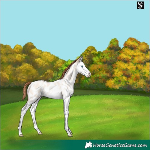 Horse Color:White Spotted Sable Champagne Pearl Dun Splash Appaloosa 