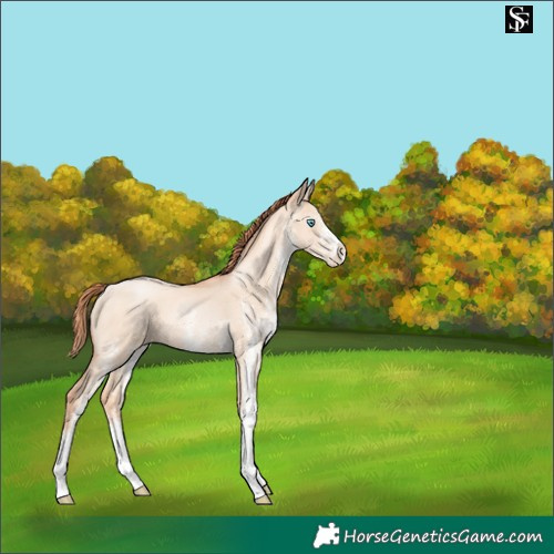 Horse Color:White Spotted Amber Champagne Pearl Dun 