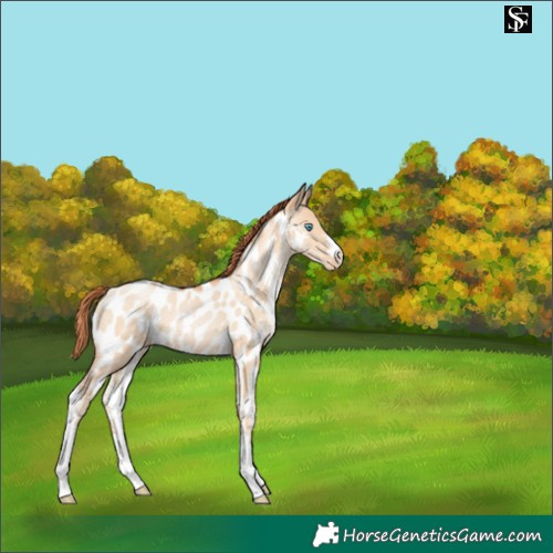 Horse Color:Sable Champagne Pearl Dun Sabino Appaloosa 