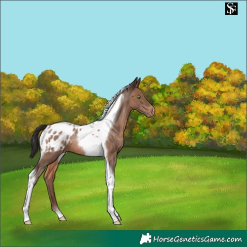 Horse Color:Sable Champagne Tobiano Appaloosa 