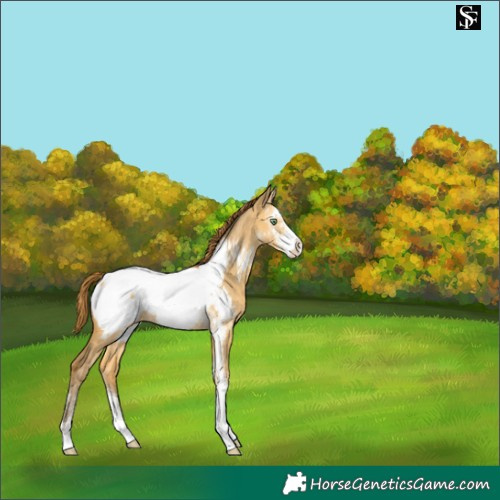 Horse Color:Sable Cream Champagne Dun Sabino Appaloosa 