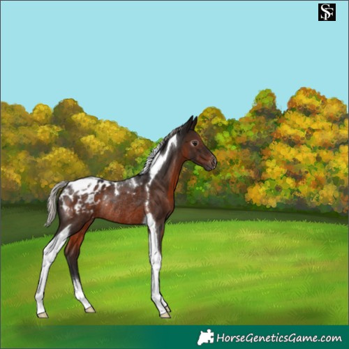 Horse Color:Gray Silver Brown Tobiano Appaloosa Rabicano 