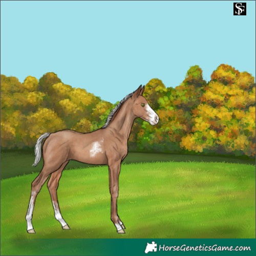 Horse Color:Silver Sable Champagne Sabino