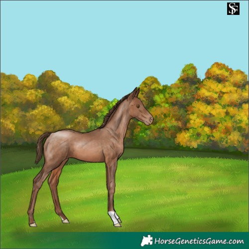 Horse Color:Brown Pearl 