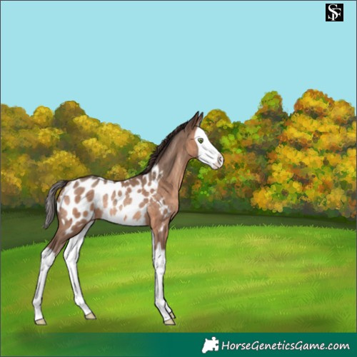 Horse Color:Sable Champagne Splash Appaloosa Rabicano 